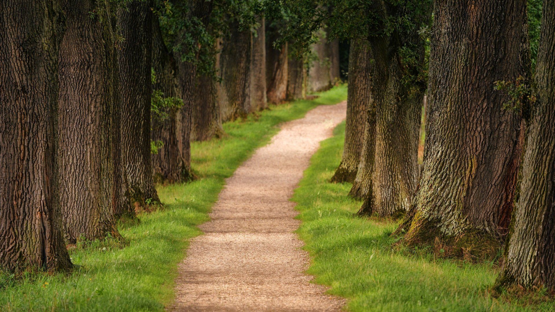 This is a picture by of a tree lined path in a conservation area taken by Tree Surgeons Leicester