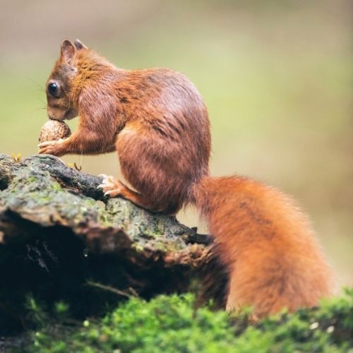 A picture of a red Squirrel taken by a team member at Tree Surgeons Leicester before we begin the job of Stump Grinding  on a recent job