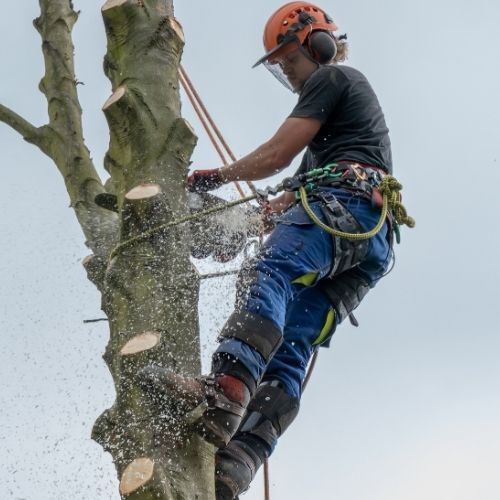 A picture of one of our Arborists at Tree Surgeons Leicester high up crowning  a tree  in Oadby