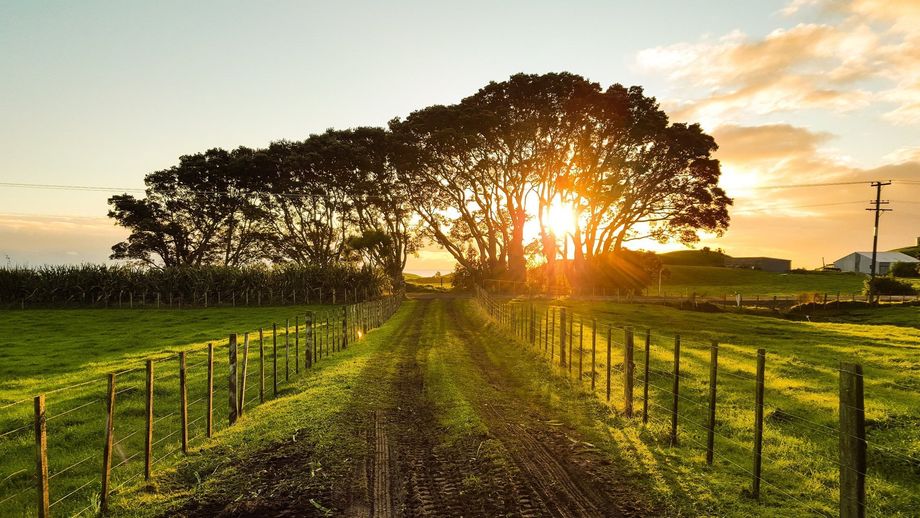 This is a picture of a farm track with some tall trees with a sunset behind them. This was taken by Tree surgeons Leicester