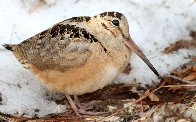 Woodcock Watch This Thursday (Feb 21)!