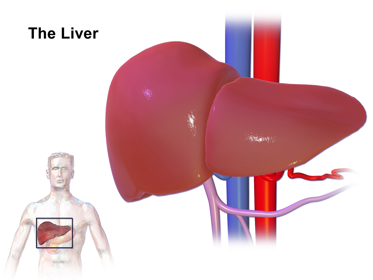 Liver Disease Screening