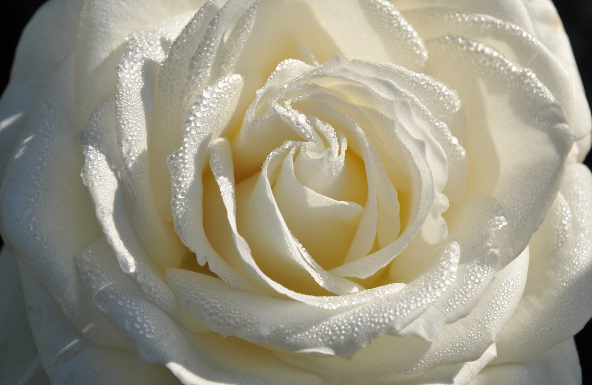 Decorazioni floreali