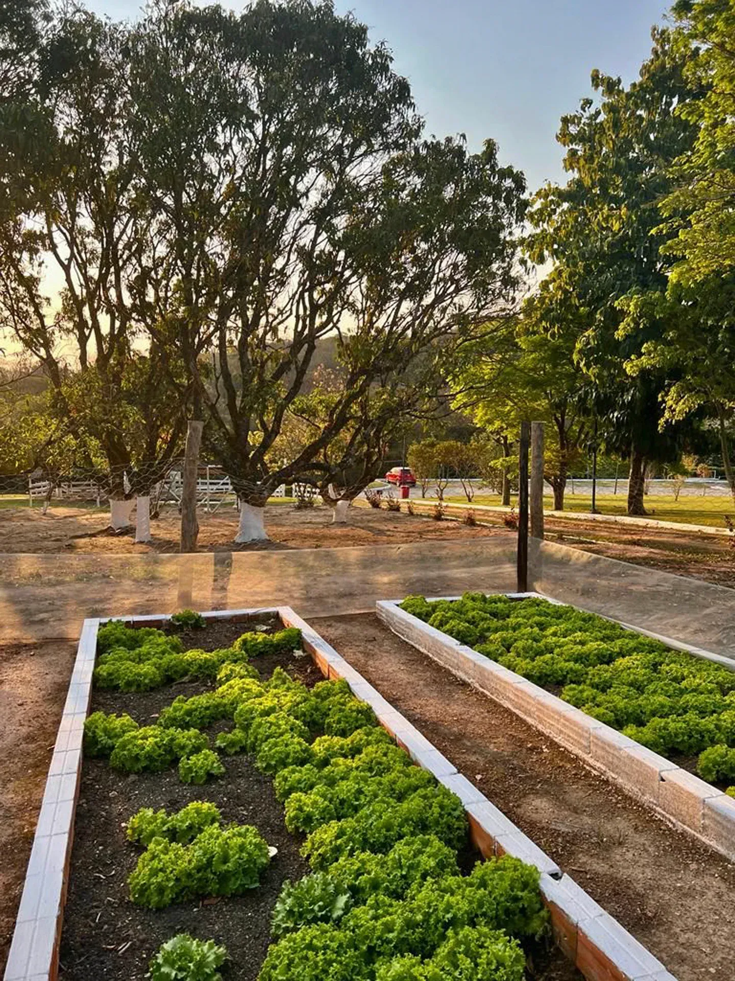 um jardim repleto de plantas verdes e árvores ao fundo.