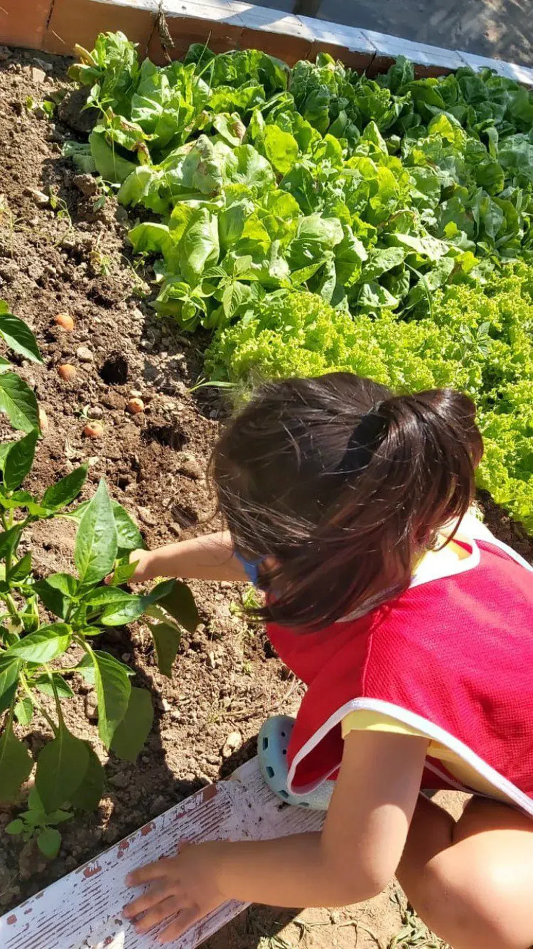 uma menina está colhendo legumes em um jardim.