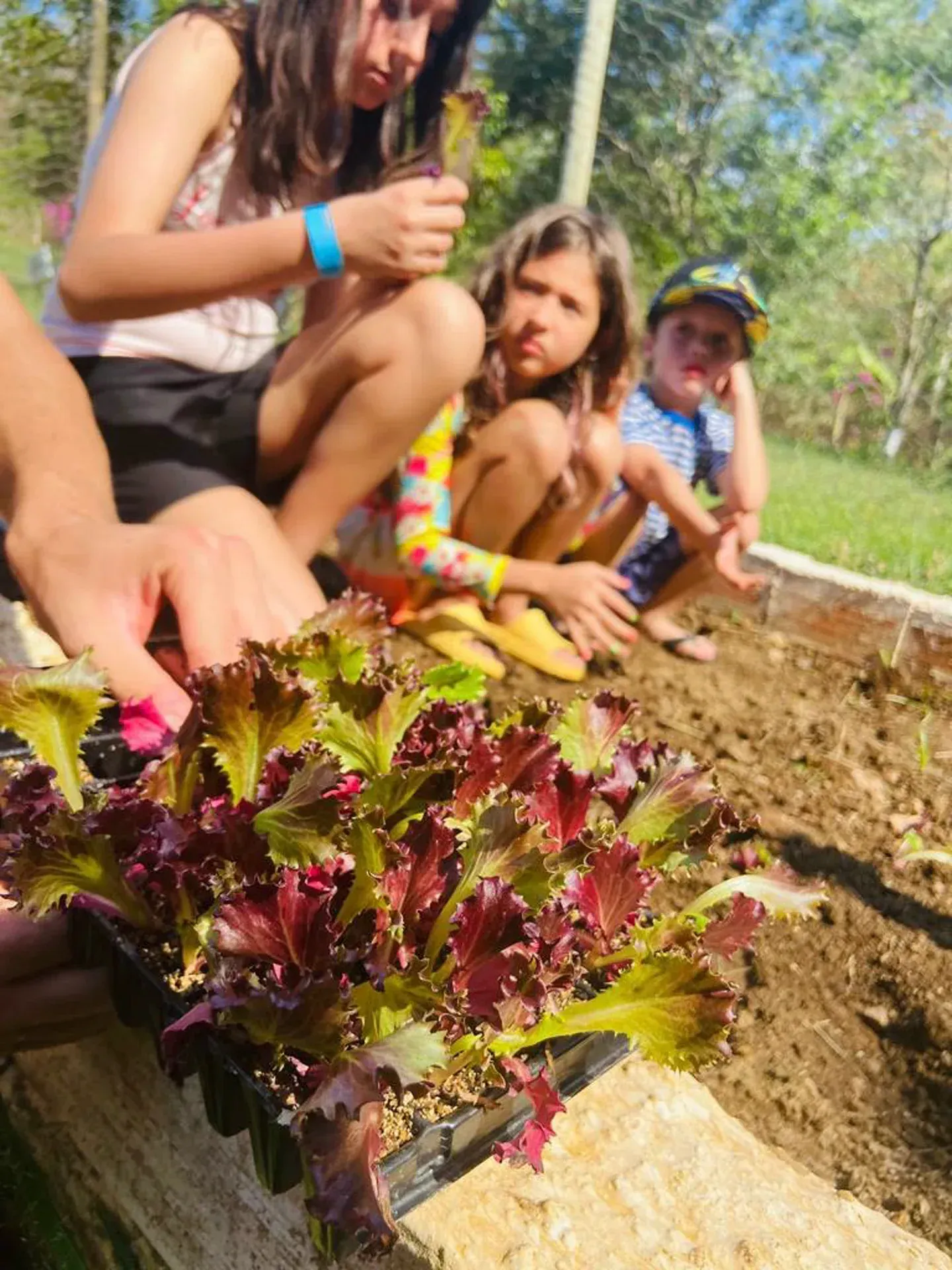 um grupo de crianças está trabalhando em um jardim.