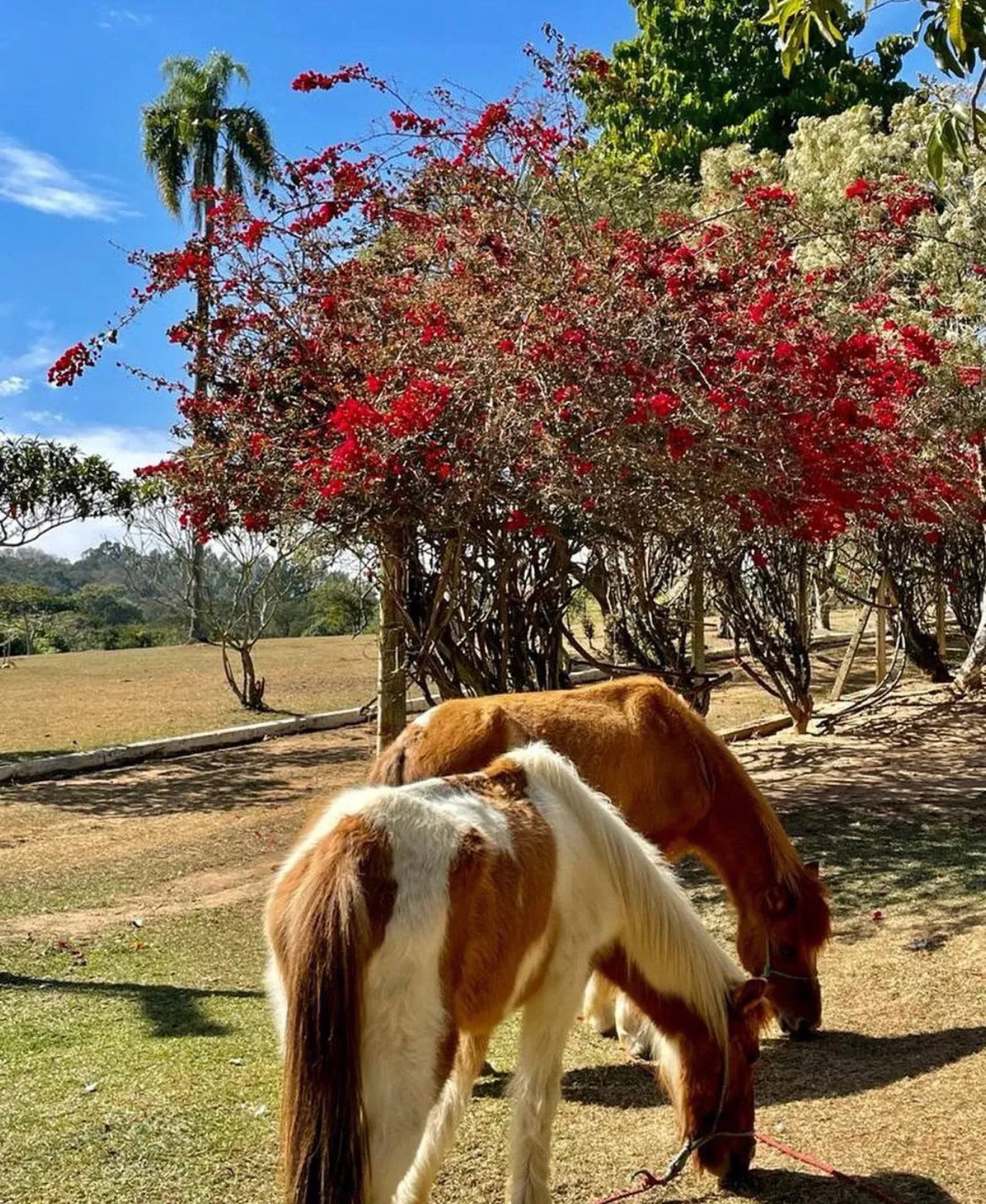 dois cavalos estão pastando em um campo com flores vermelhas ao fundo.