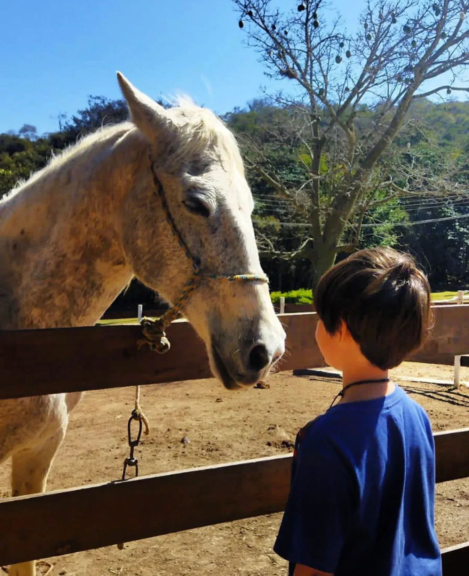 um menino olhando para um cavalo atrás de uma cerca