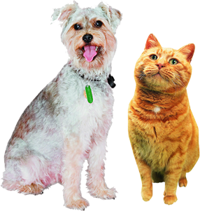 pet kennel, boarding kennel south wales, south wales, pet boarding, pet boarding south wales, cattery, dog kennel, boarding kennel, boarding catteries, kennel cattery - South Wales - Springfield Boarding Kennels - Dog and cat 