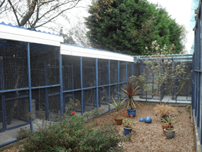 pet kennel, boarding kennel south wales, south wales, pet boarding, pet boarding south wales, cattery, dog kennel, boarding kennel, boarding catteries, kennel cattery - South Wales - Springfield Boarding Kennels - dog running in field 