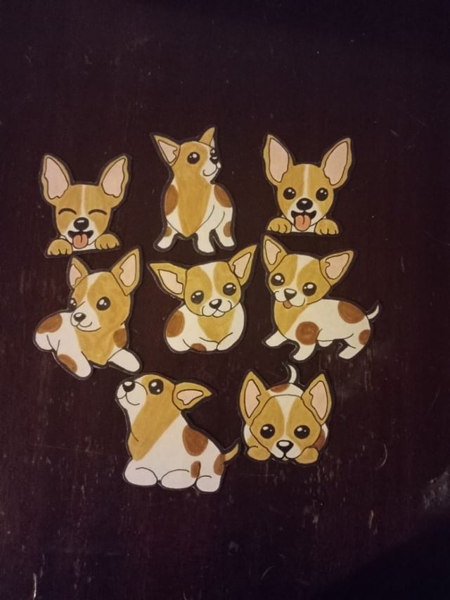 A bunch of chihuahuas are sitting on a table