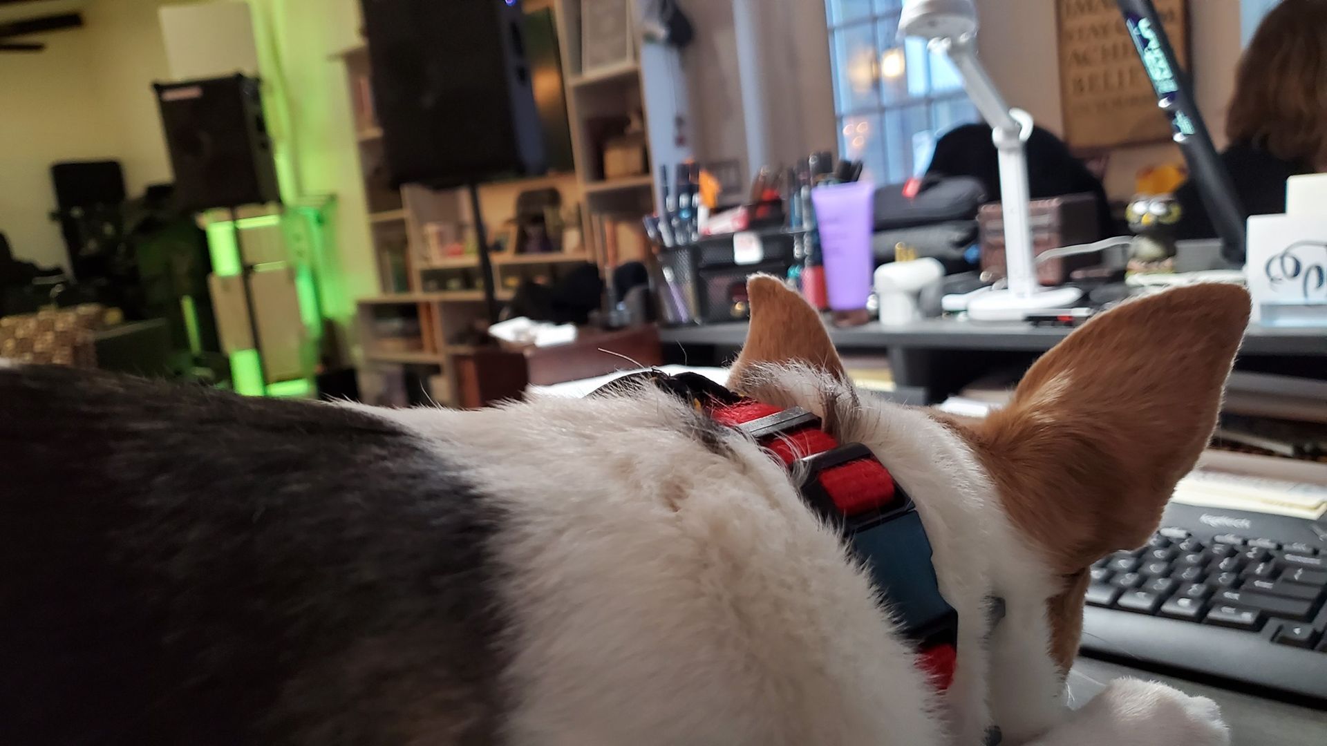 A dog wearing a red and black collar is laying on a desk