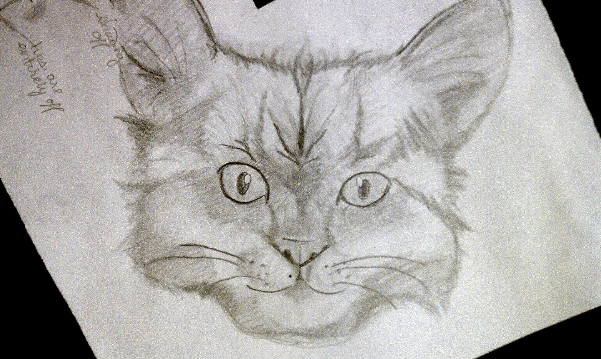A close up of a pencil drawing of a cat 's face