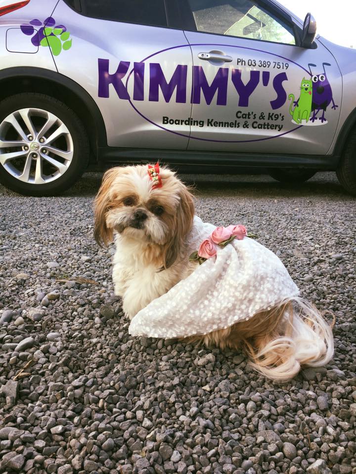 Home [www.kimmyscatsandk9s.co.nz]