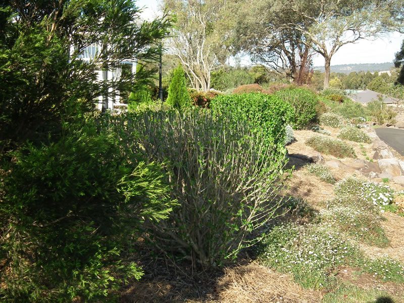 A lush green garden with trees and bushes in the background