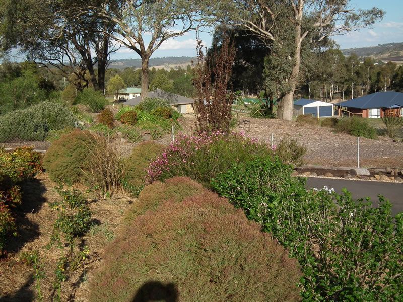 A bush in front of a house