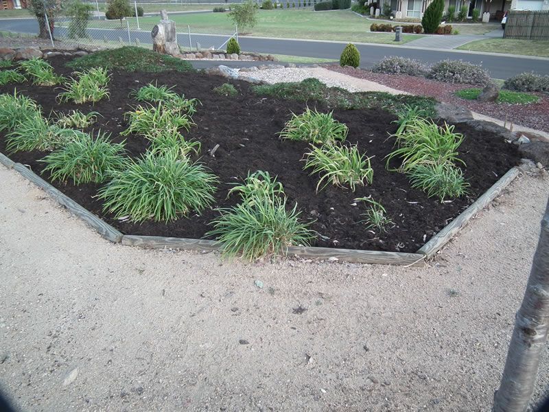 A garden filled with lots of plants and dirt