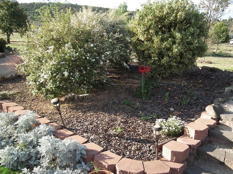 A garden with a red flower in the middle