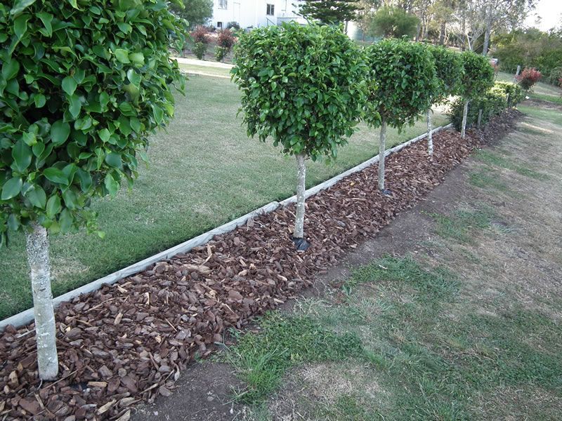 A row of trees are lined up in a garden.