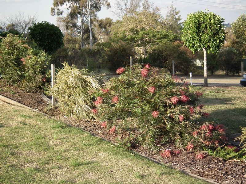 A garden with a lot of plants and flowers