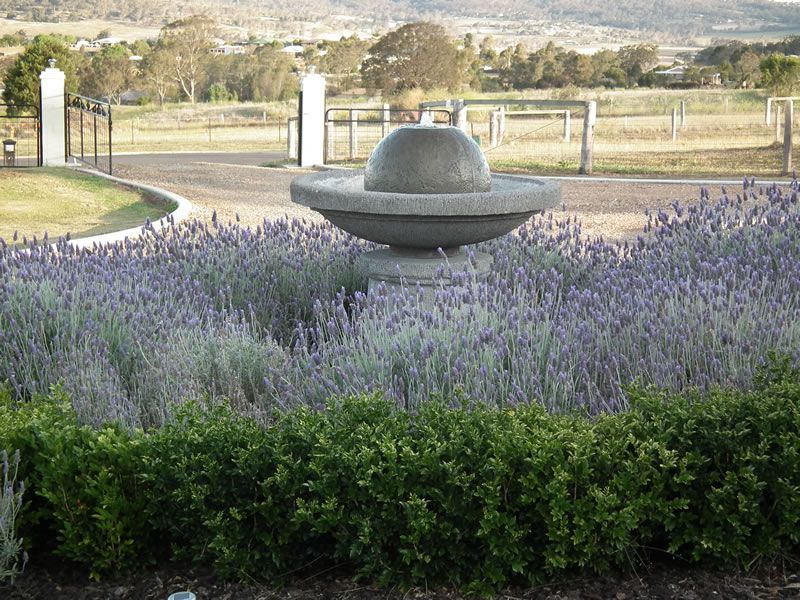 A fountain in the middle of a field of purple flowers