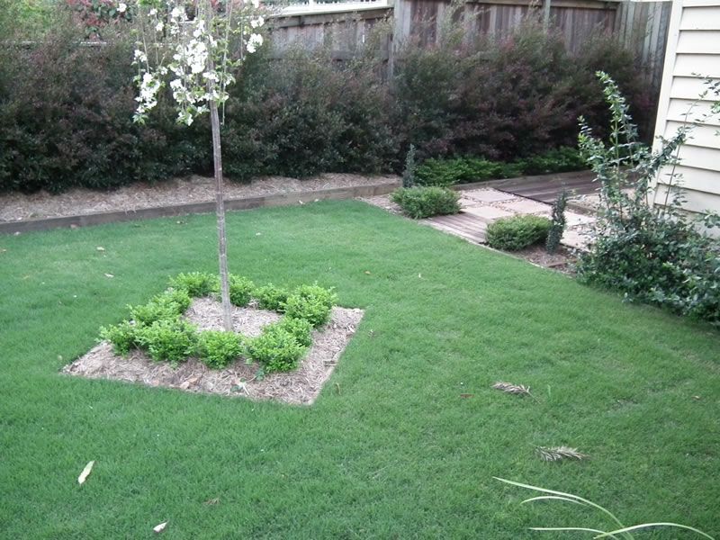 A tree in a square in the middle of a lush green lawn.
