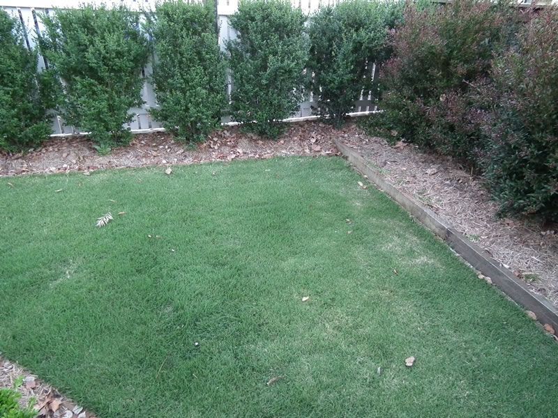 A lush green lawn with a fence and bushes in the background.
