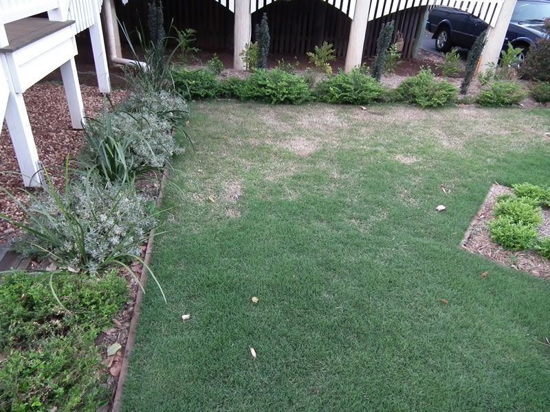 A lush green yard with a car parked in the background