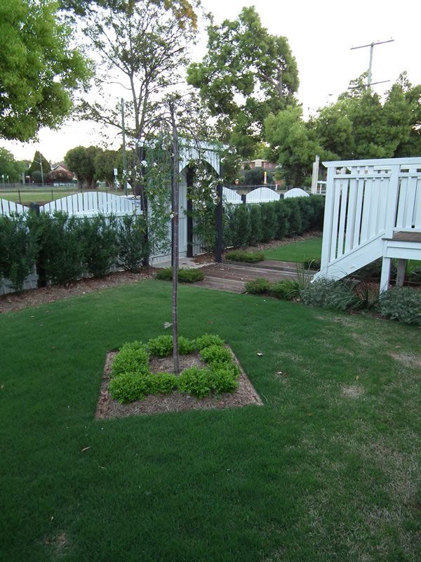 A lush green yard with a small tree in the middle