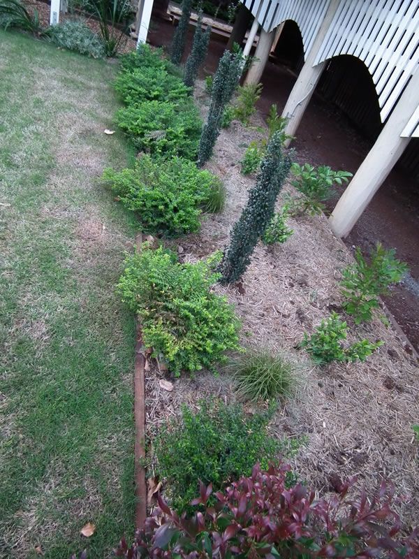 A row of plants growing in a garden next to a house.