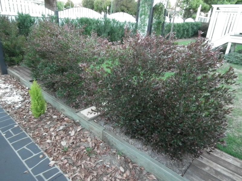 A row of bushes with purple leaves along a sidewalk