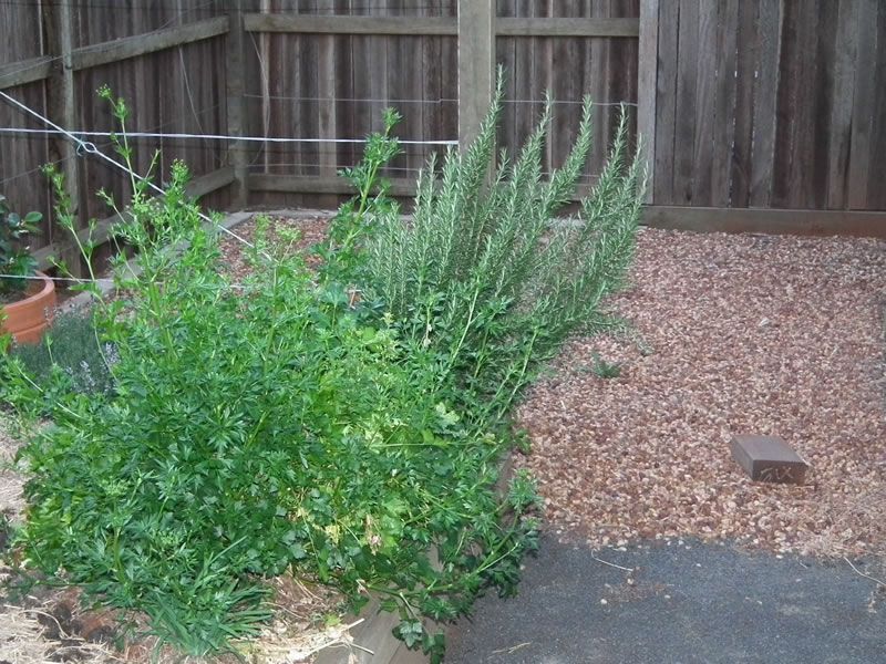 A fence with a few plants in front of it