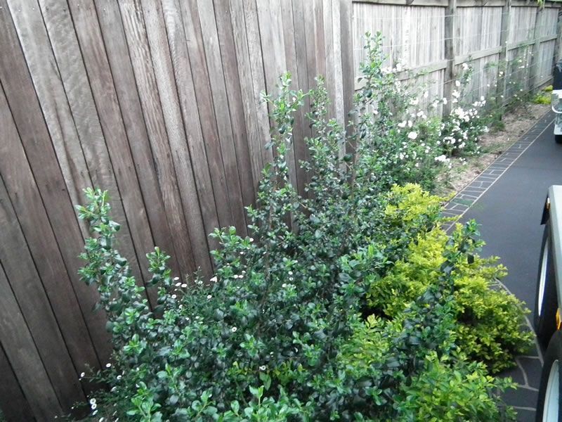 A wooden fence is surrounded by lots of green plants