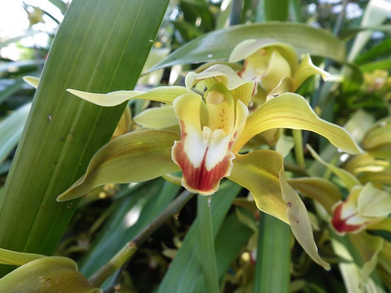 A close up of a yellow flower with a red center