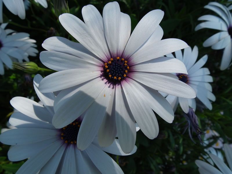 A close up of a white flower with a purple center