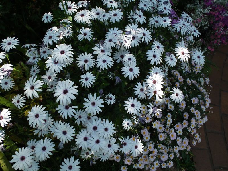 A bunch of white daisies with purple centers