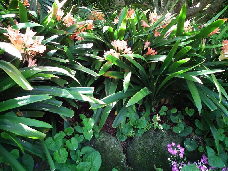 A garden filled with lots of plants and flowers