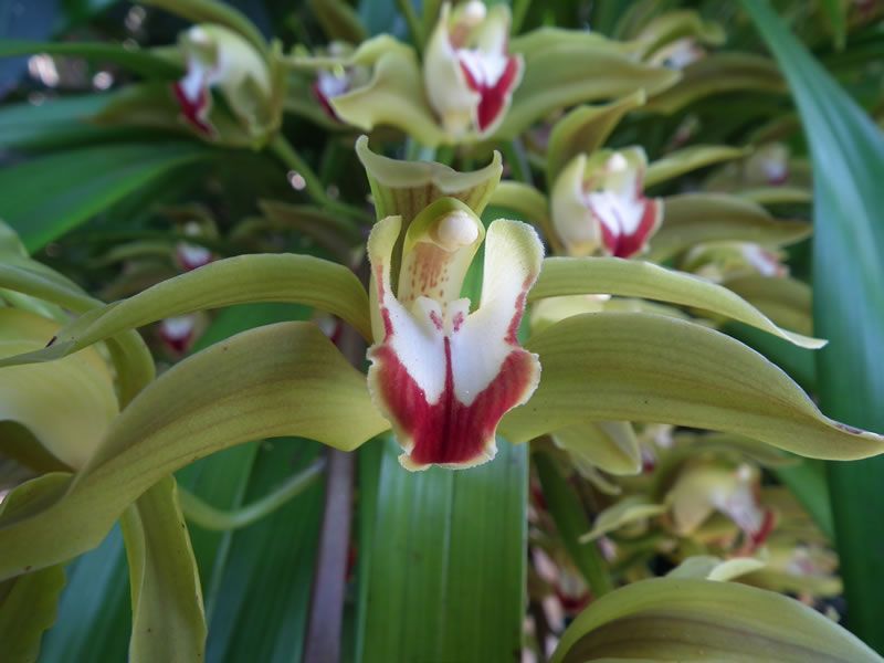 A close up of a flower with a red center