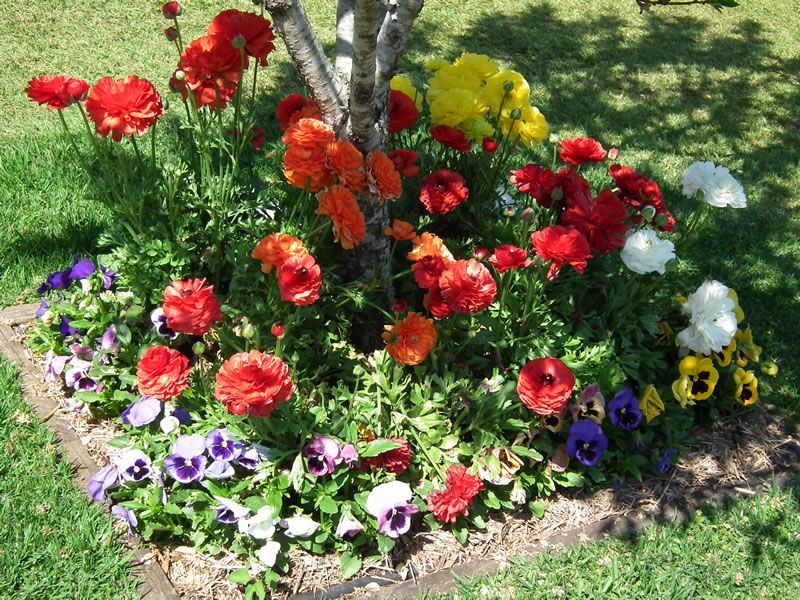 A bunch of flowers are growing around a tree