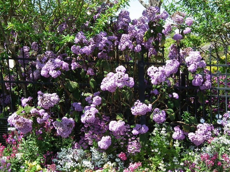 Purple flowers are growing on a fence in a garden