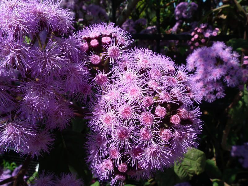 A close up of a bunch of purple flowers
