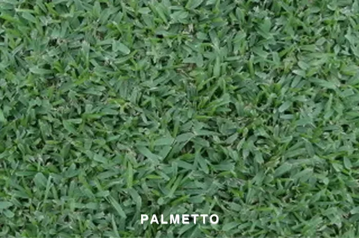PALMETTO BUFFALO TURF