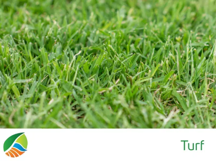 A close up of a field of green grass