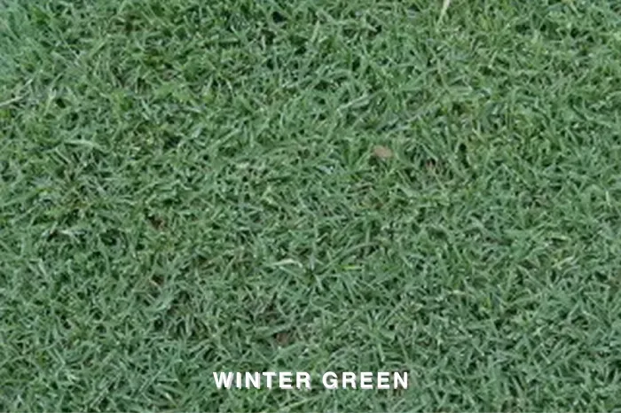 WINTER GREEN COUCH TURF