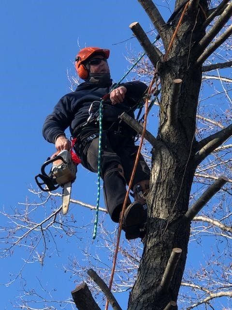 Expert Climber — Ludlow, IL — Johnson Tree Care