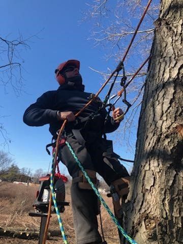 Tree Care Climber — Ludlow, IL — Johnson Tree Care