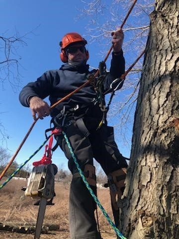 Safe Climber — Ludlow, IL — Johnson Tree Care