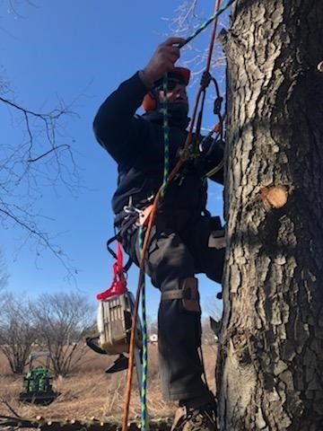 Tree Care Climber — Ludlow, IL — Johnson Tree Care