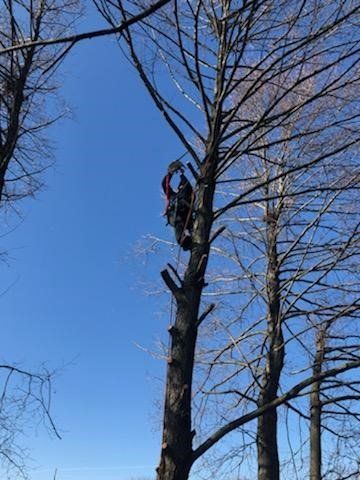 Trusted Climber — Ludlow, IL — Johnson Tree Care