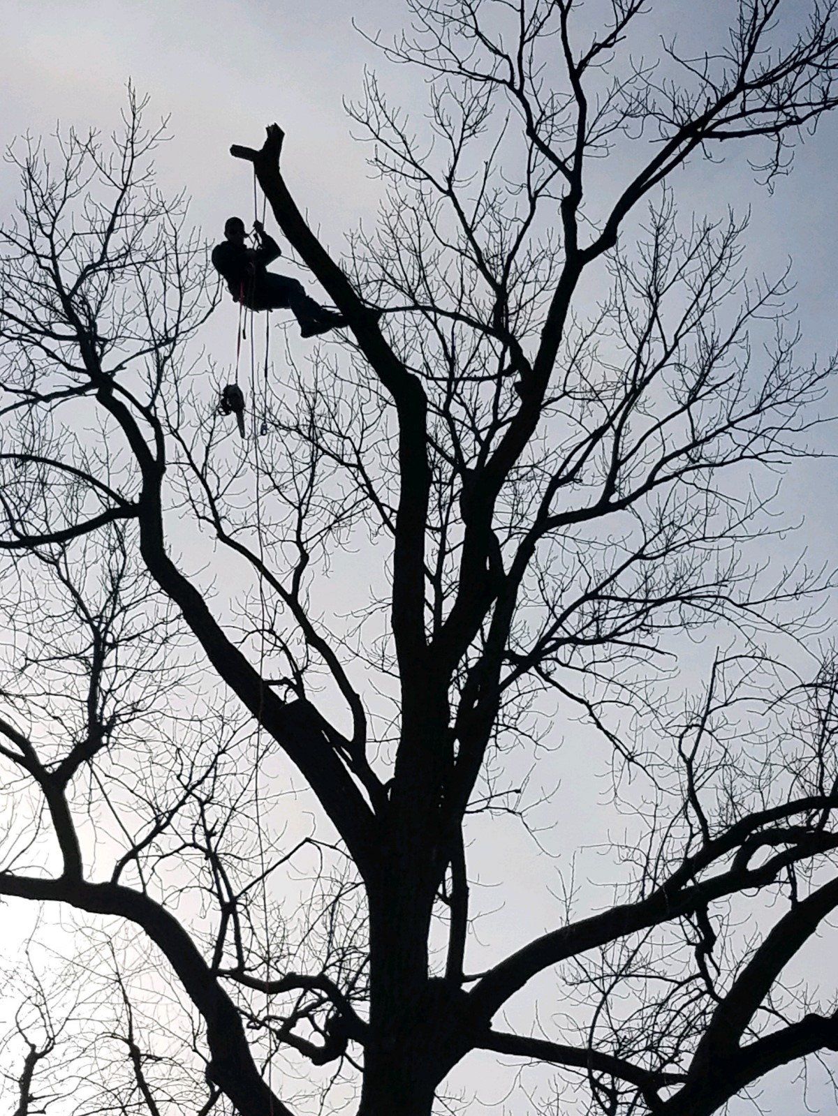 Beautiful Tree Care — Ludlow, IL — Johnson Tree Care